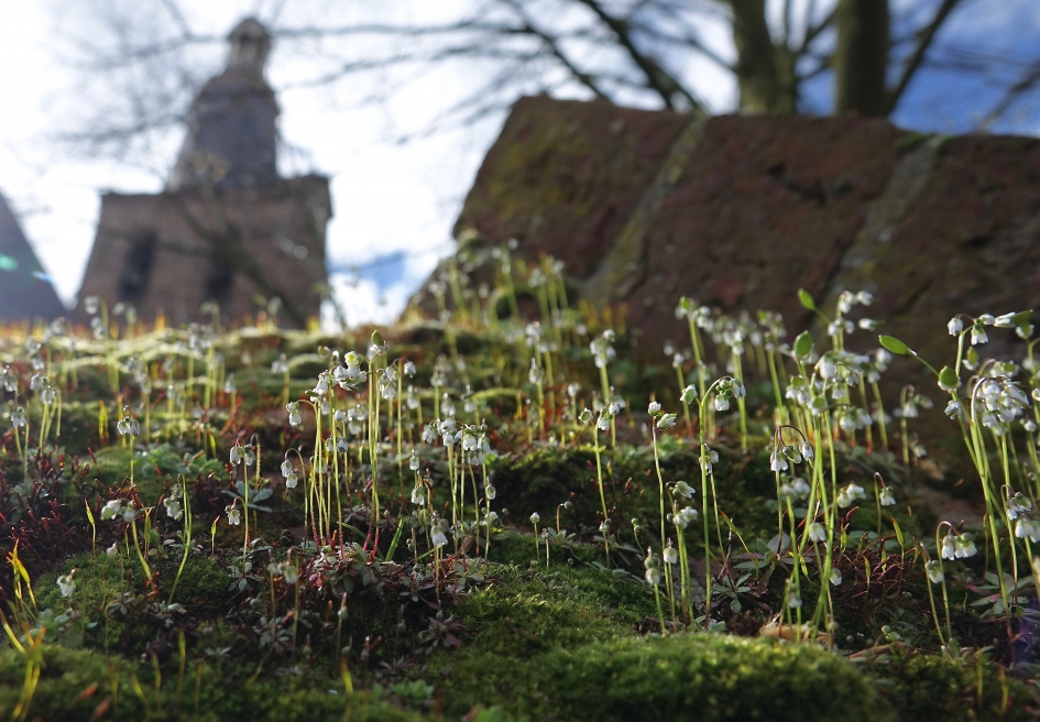 Vroegeling tussen de muurmossen - Planten - Vroegeling