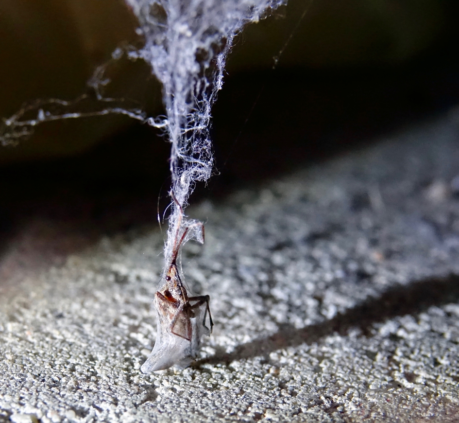 Wants in webverpakking - Geleedpotigen - Wants