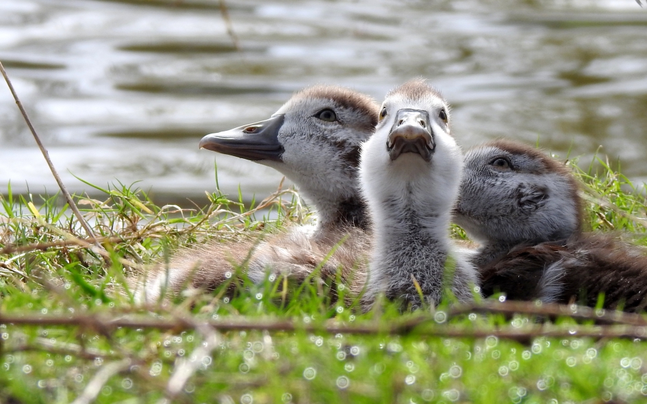 Wat gebeurt daar boven...?! - Vogels - Nijlgans