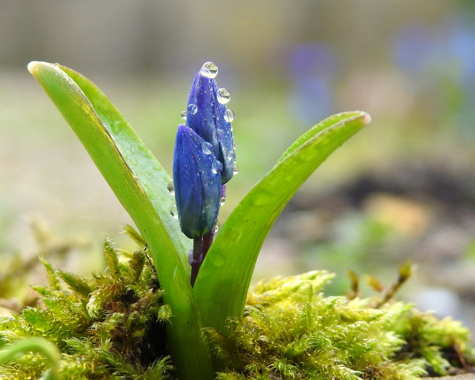 Weer een natte dag - Planten - Sterhyacint