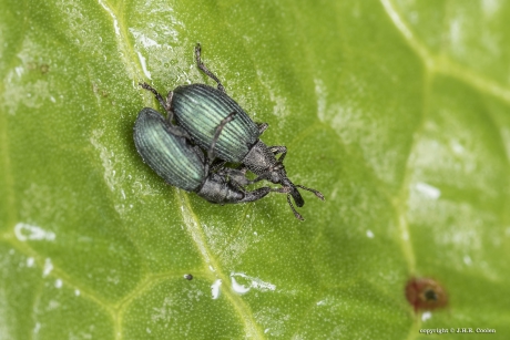 Wegdistelspitsmuis (Ceratapion onopordi)