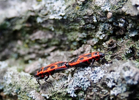 Welke kant gaat dit op?