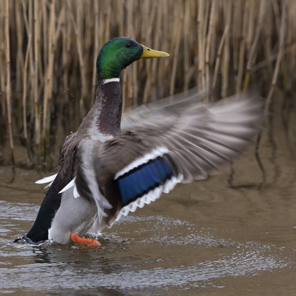 Wild - Vogels - Wilde Eend