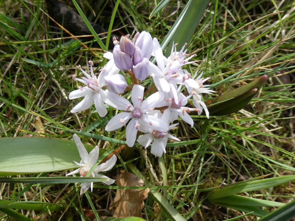 Wilde hyacint - Planten - 