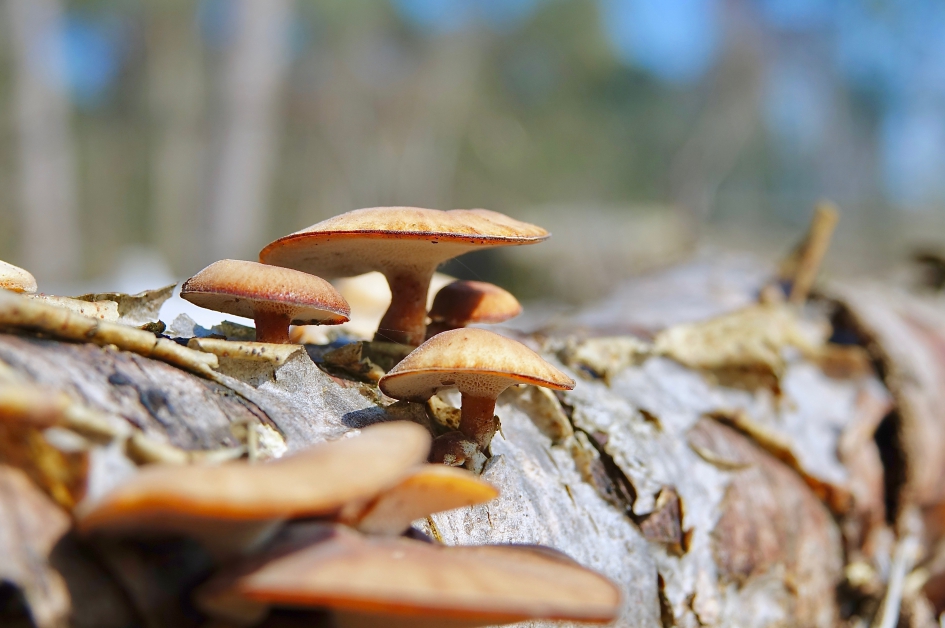 Winterhoutzwammen in het lentezonnetje - Schimmels - Winterhoutzwam