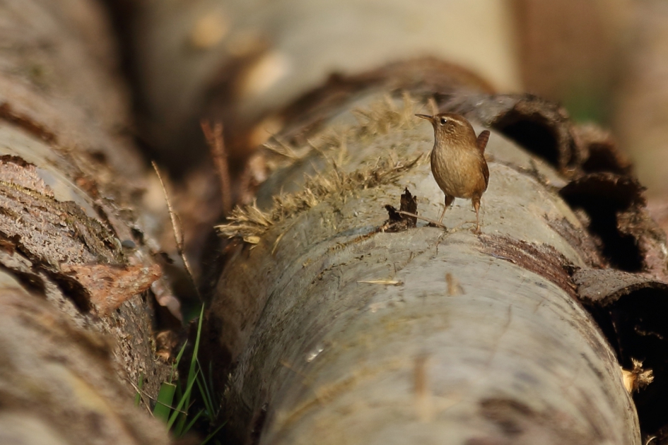 winterkoning - Vogels - winterkoning