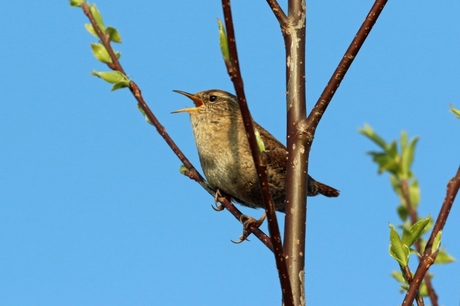 Winterkoninkje - Vogels - 