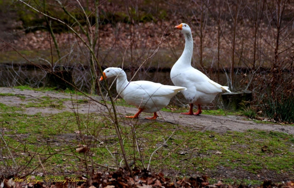 Witte Ganzen (paartje) - Vogels - Ganzen