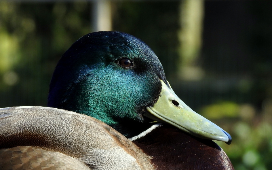 Woerd - Vogels - Wilde eend