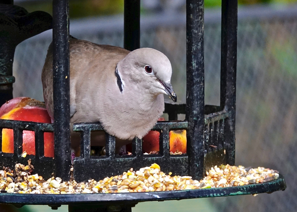 Zaadbuffet - Vogels - Turkse Tortel