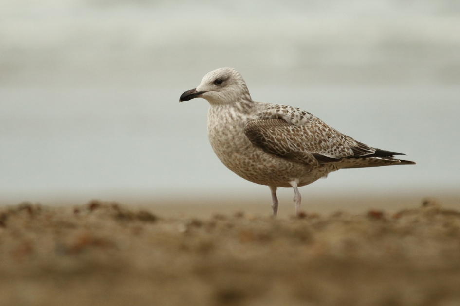 zilvermeeuw -1ste kalenderjaar- - Vogels - zilvermeeuw -1ste kalenderjaar-
