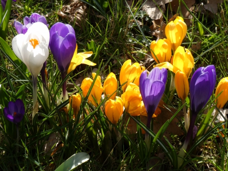 Zonnetje op de krokussen