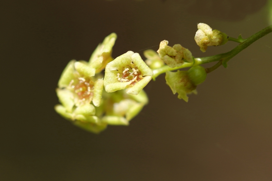 aalbes - Planten - aalbes