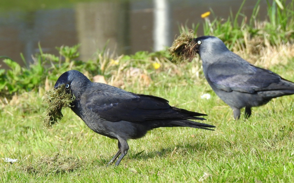 Aan de slag - Vogels - Kauw