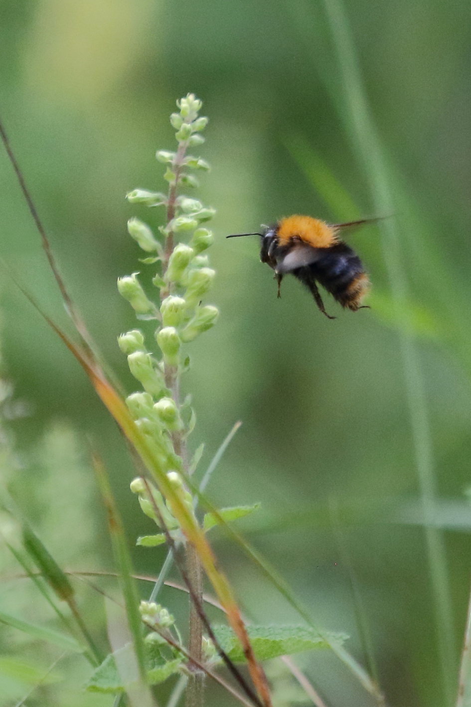 akkerhommel - Geleedpotigen - akkerhommel