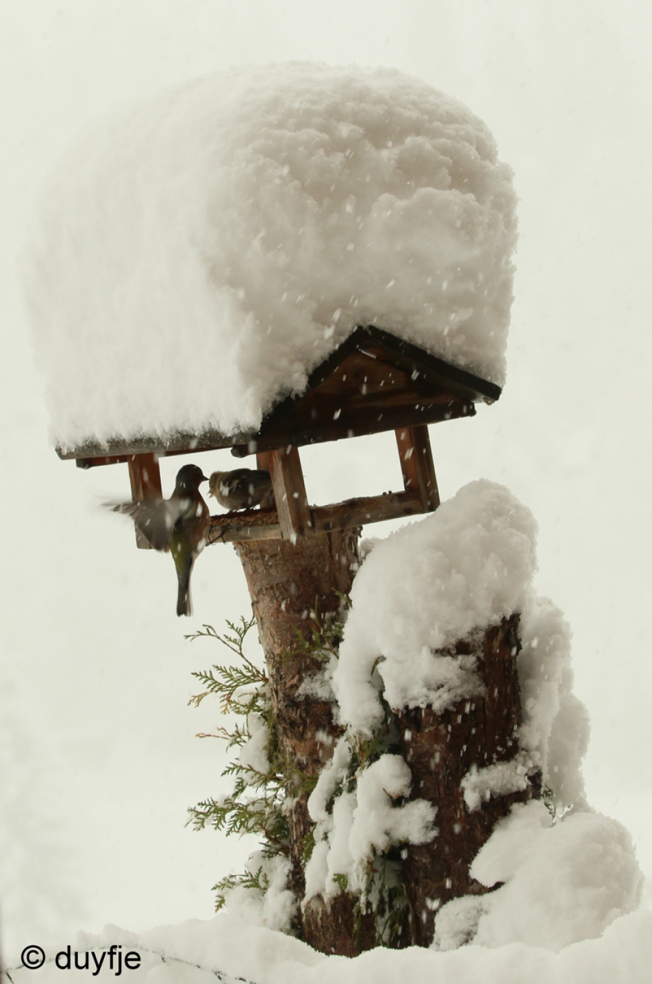 Aprilletje zoet heeft nog wel eens een witte hoed. - Weer en landschap - 