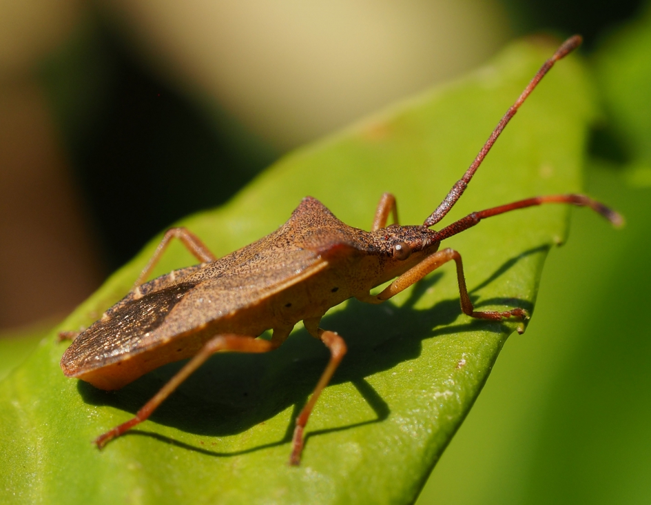 Avondzon - Geleedpotigen - Zuringwants