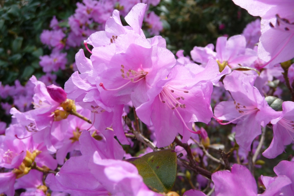 Azalea - Planten - 