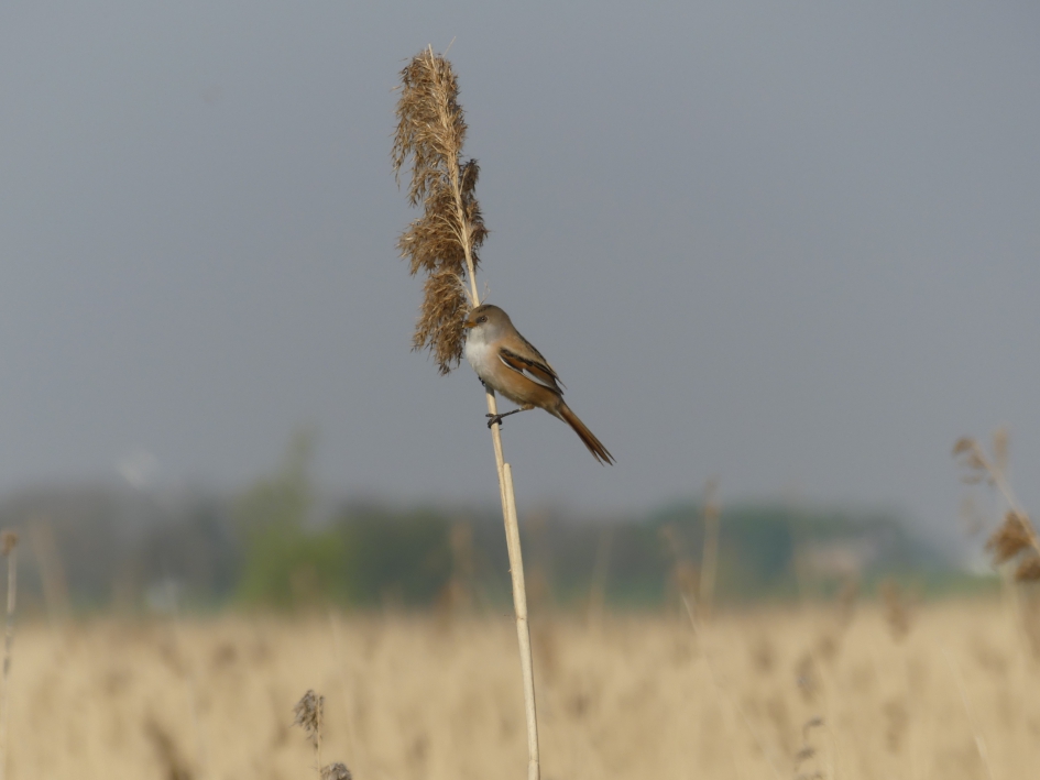 Baardman - Vrouw - Vogels - Baardman