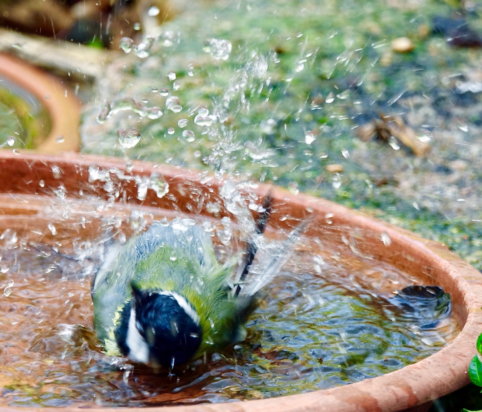 Badderende Koolmees - Vogels - Koolmees