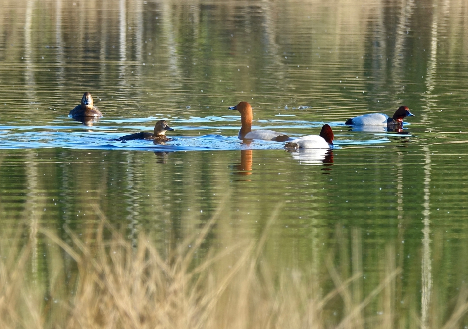 Baltsende Tafeleenden - Vogels - Tafeleend