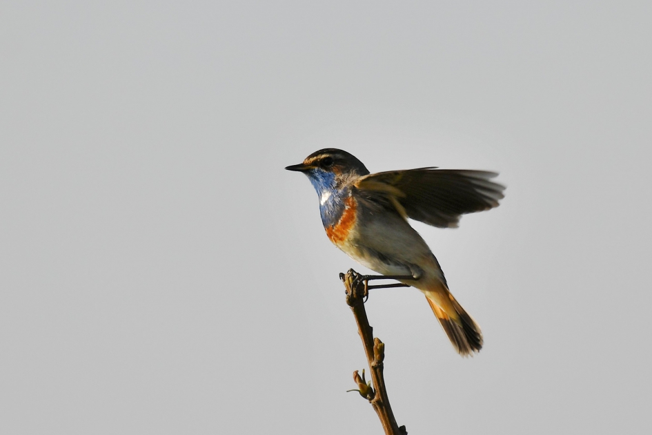 Bauweborst - Vogels - Blauwborst