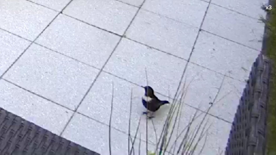 Beflijster op beveiligingscamera - Vogels - Beflijster