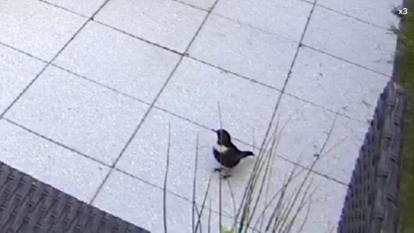 Beflijster op beveiligingscamera