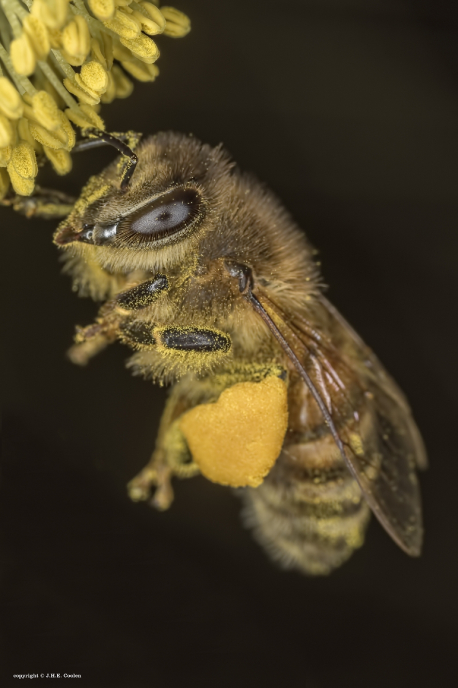 Bepakt - Geleedpotigen - Honingbij