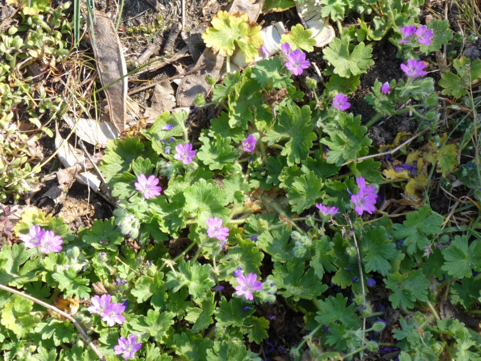 Bermooievaarsbek - Planten - 