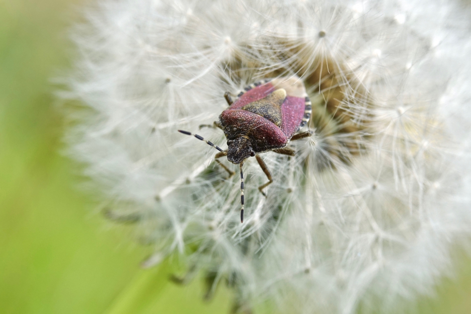 Bessenwants - Geleedpotigen - Bessenwants