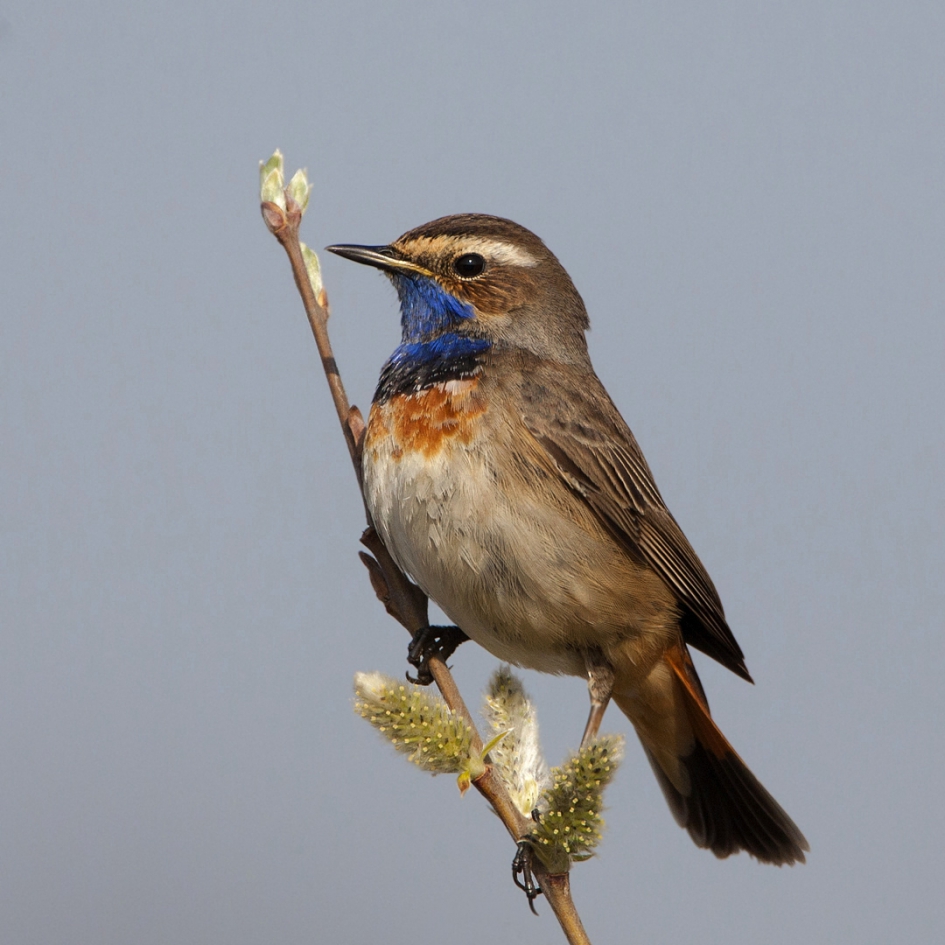 Beter laat dan niet ... - Vogels - Blauwborst