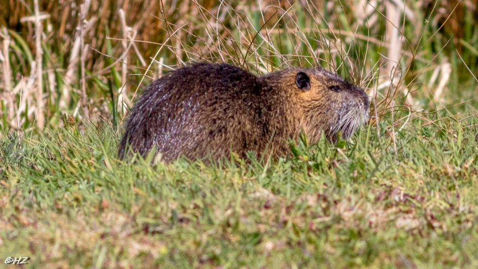 beverrat - Zoogdieren - beverrat