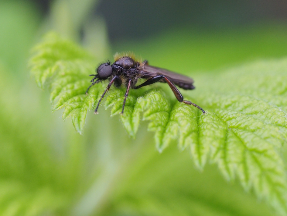 Bibio  marci - Geleedpotigen - Maartse vlieg