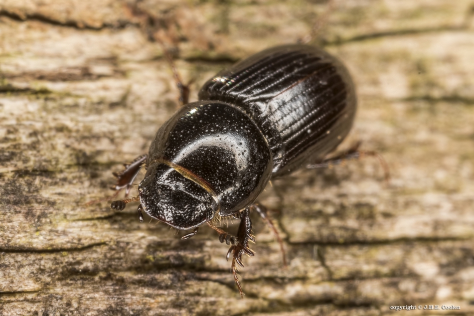 Bladsprietkever (Aphodius pusillus) - Geleedpotigen - Bladsprietkever