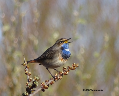 Blauwborst.