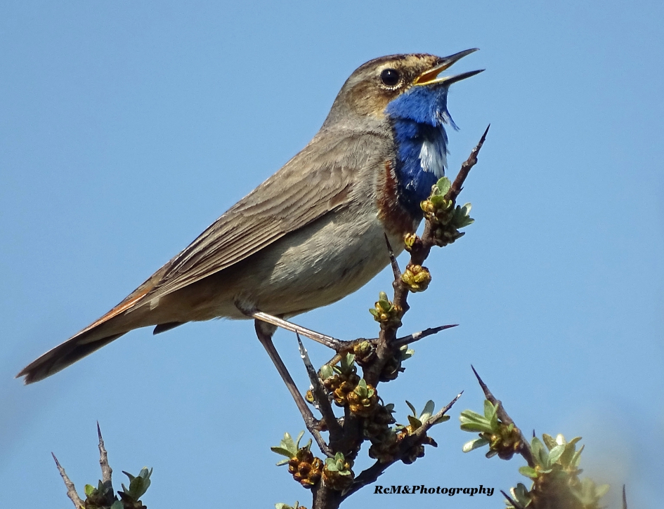 Blauwborst. - Vogels - Blauwborst.