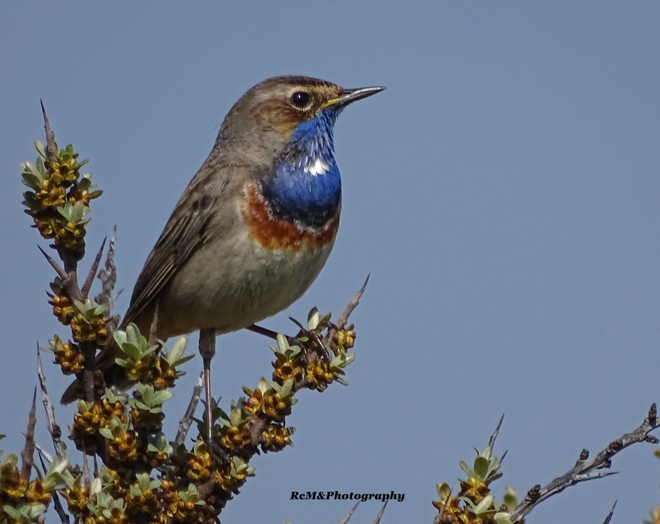 Blauwborst. - Vogels - Blauwborst.