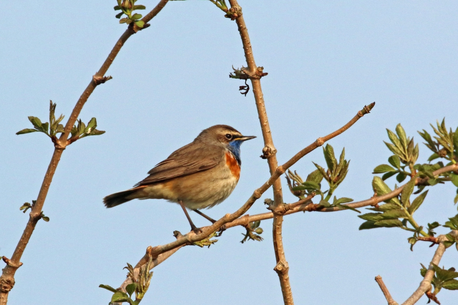 Blauwborst statieportret - Vogels - 