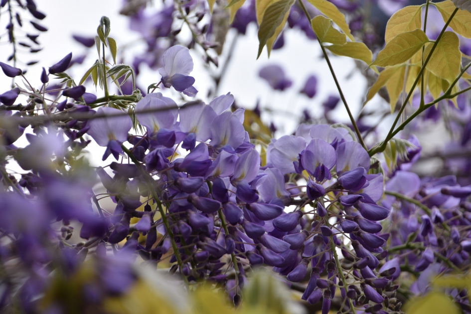 Blauwe regen - Planten - 