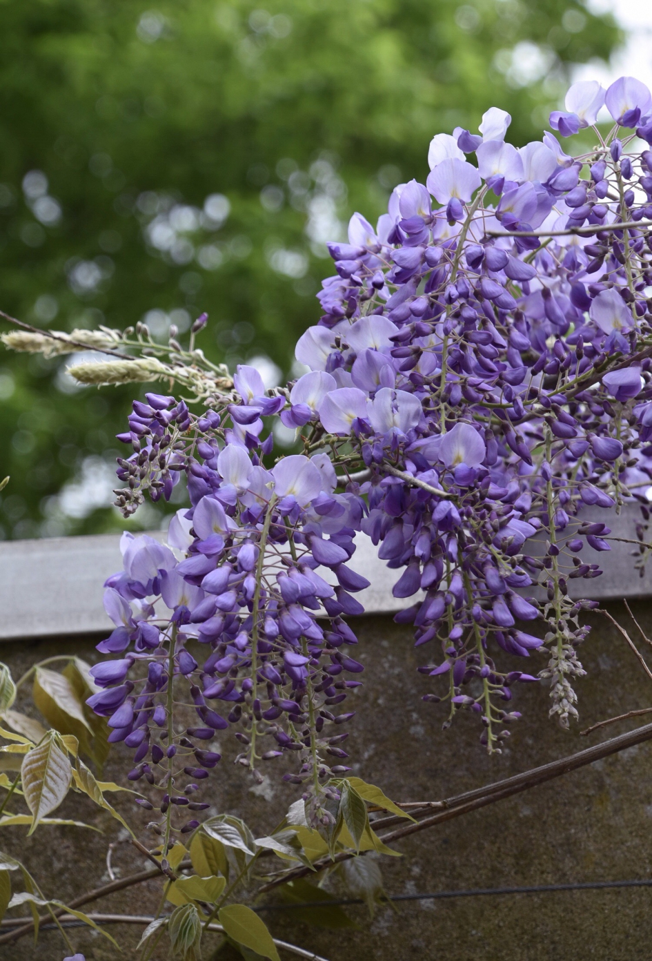 Blauwe regen - Planten - 