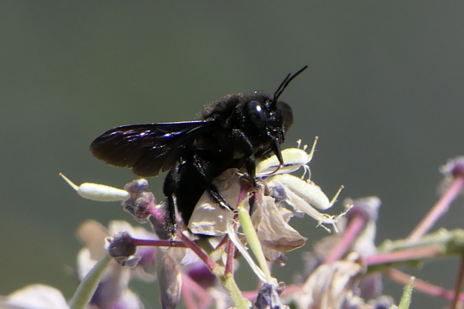 Blauwzwarte houtbij - Geleedpotigen - Blauwzwarte houtbij
