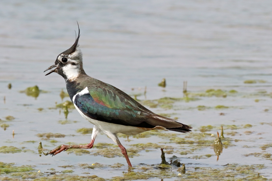 Blijf uit de buurt van mijn spruit !! - Vogels - Kieviet