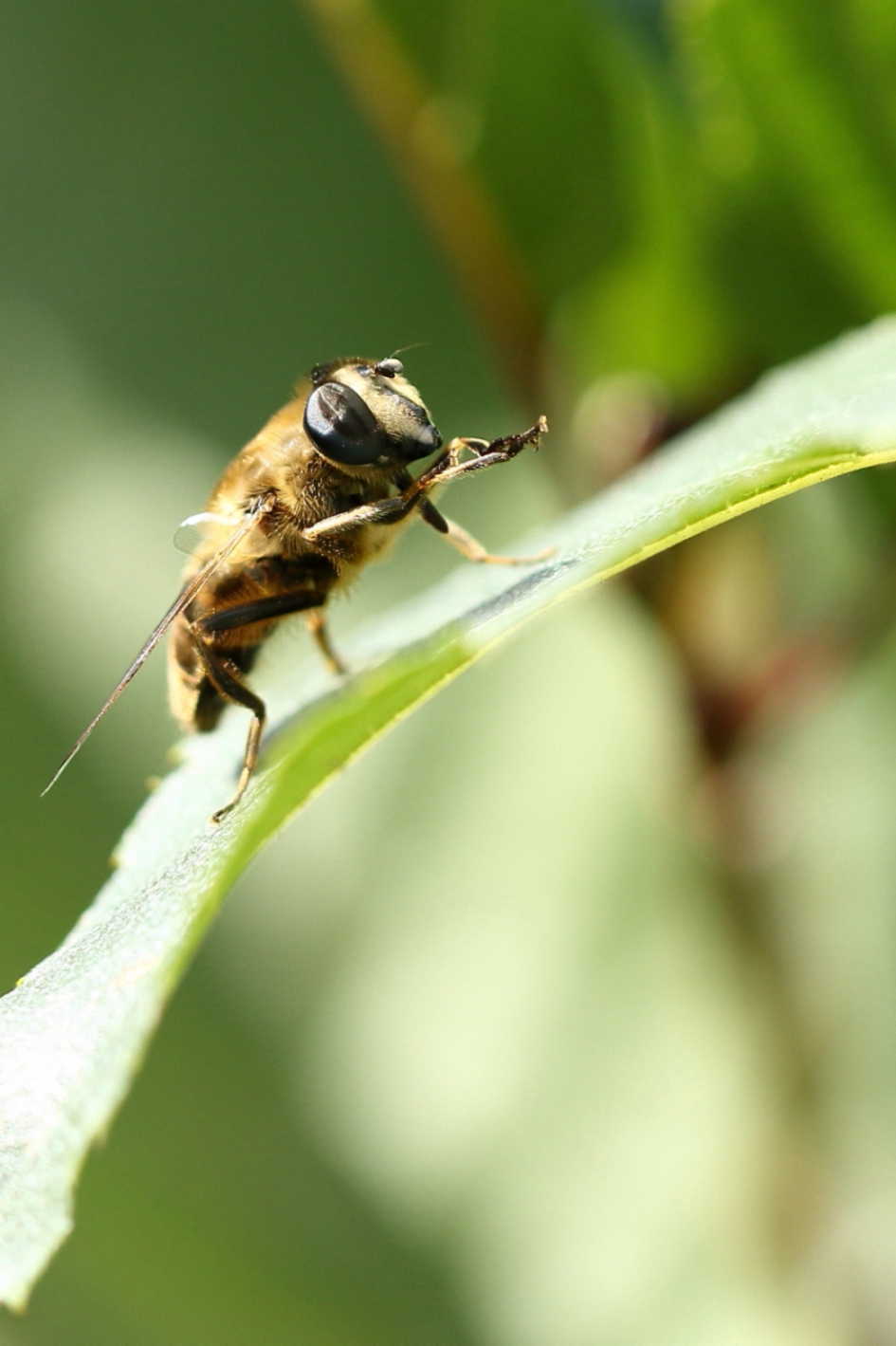 blinde bij - Geleedpotigen - blinde bij