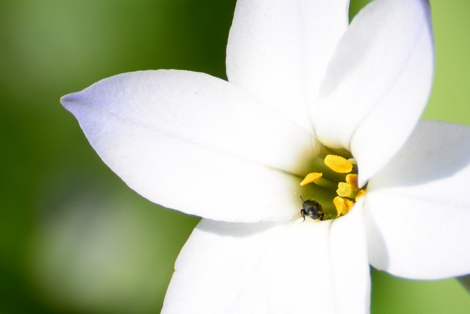 Bloem met kevertje - Planten - 