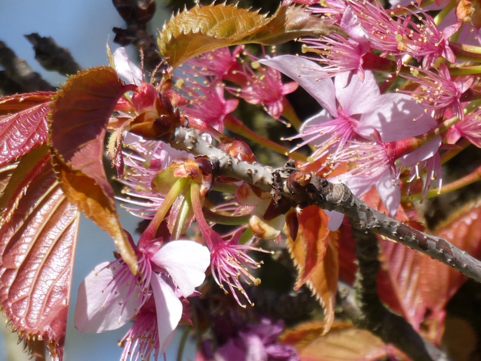 Bloesem gaat over in blad - Planten - 