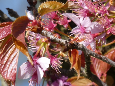 Bloesem gaat over in blad