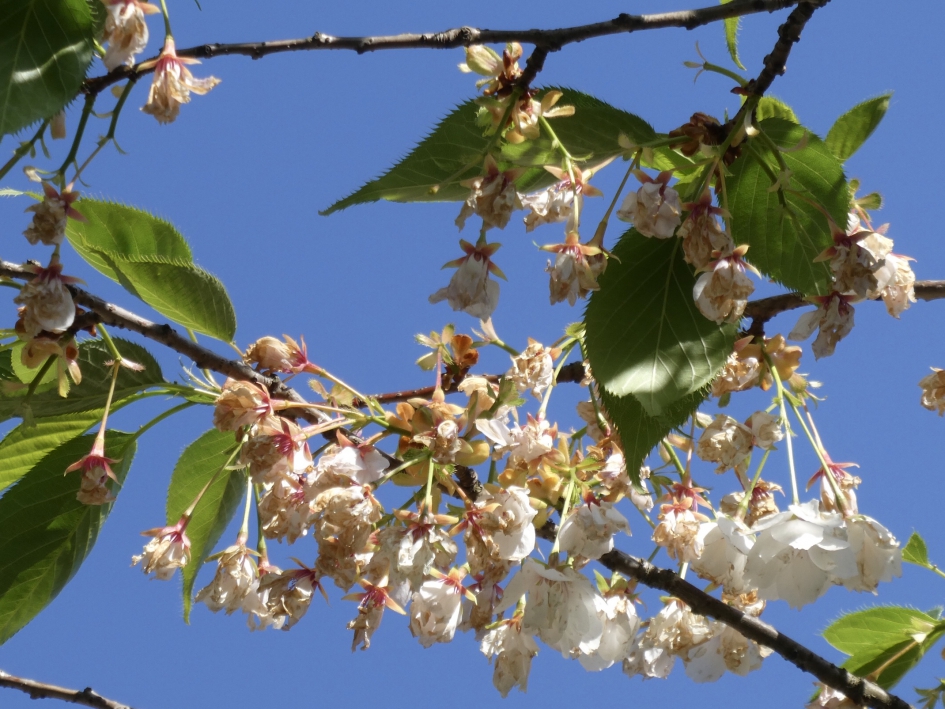 Bloesem gaat over in blad - Planten - 