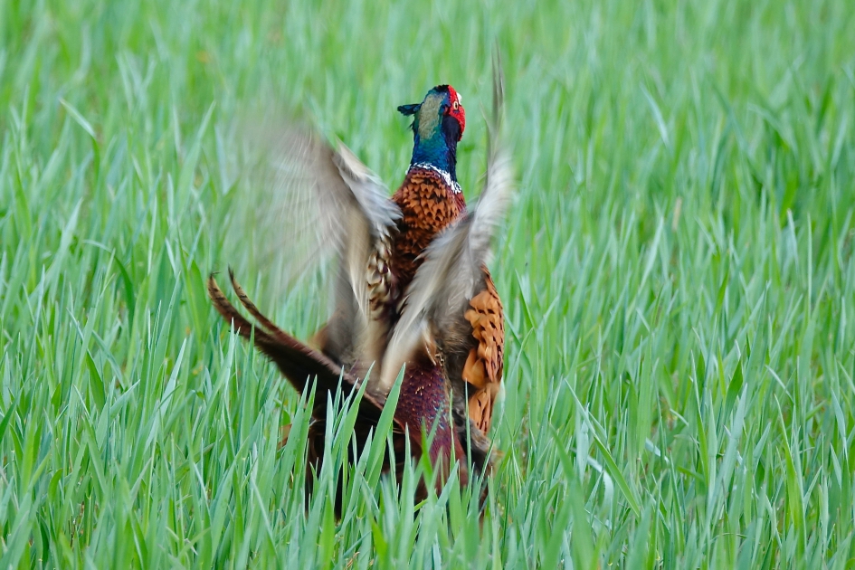 Bolderende Fasant - Vogels - Fasant
