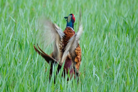 Bolderende Fasant